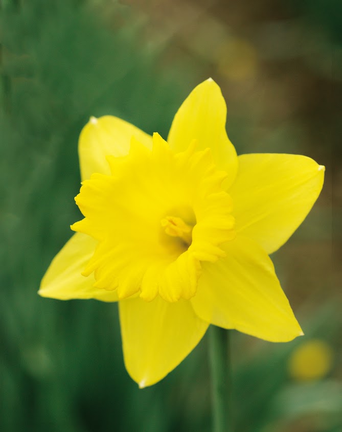 Daffodil Dutch Master 3kg bag